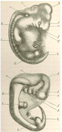 Darwin's Use of Embryonic Drawings