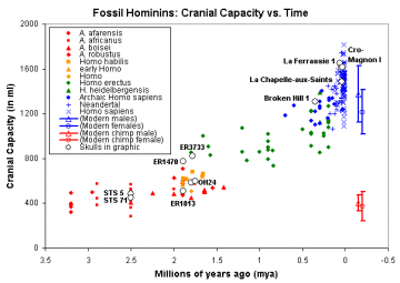 Ages and cranial capacity data: C. De Miguel and M. Henneberg (2001). "Variation in hominid brain size: How much is due to method?"  Homo 52(1), pp. 3-58.    Cranial capacity of modern humans: McHenry et al. (1994). "Tempo and mode in human evolution." Proceedings of the National Academy of Sciences, 91:6780-6.  Graphic by Nick Matzke, National Center for Science Education.  May be freely reproduced for nonprofit educational purposes.