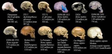 Fossil hominid skulls:  Labeled with specimen name, species, age, and cranial capacity in milliliters (cranial capacity is the volume of the space inside the skull, and correlates closely with brain size). Images   2000  Smithsonian Institution, modified from: TalkOrigins Common Ancestry FAQ