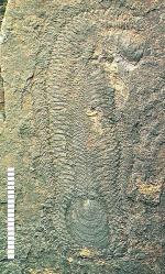 Halkieria evangelista: from the Lower Cambrian. Image from WikiCommons