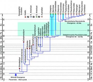Mammal Taxa: A phylogeny of fossil and extant mammalian taxa, combined with the known ages of fossils.  The earliest fossils are found in Asia, with more modern fossils found in North America, and then spreading to South America and Australia.  This pattern is consistent with known land connections between the continents at the times of apparent interchange.  Zhe-Xi Luo, Qiang Ji, John R. Wible, Chong-Xi Yuan (2003) "An Early Cretaceous Tribosphenic Mammal and Metatherian Evolution", Science, 302(5652):1934-1940.