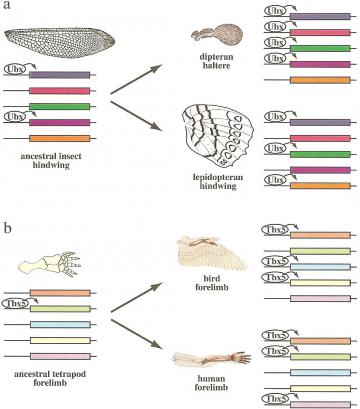 Gene regulation in insect wings and vertebrate limbs: Changes in the set of genes targeted by a conserved selector gene explain the divergence of homologous structures: insect hindwings (a) and vertebrate forelimbs (b). The conserved expression of selector genes Ubx (insect hindwings) and Tbx5 (vertebrate forelimbs) indicates that ancestral forelimbs of vertebrates also expressed these genes and the ancestral hindwings of insects. While the selectors regulated certain target genes (colored boxes) in the ancestral appendage, a different set of genes came to be activated in different lineages, resulting in the evolution of morphologically and functionally divergent homologous structures in modern taxa.    Sean B. Carroll, Jennifer K. Grenier, and Scott D. Weatherbee (2001) From DNA to Diversity: Molecular Genetics and the Evolution of Animal Design, Blackwell Publishing:Cambridge, MA, pg. 5.16, 144