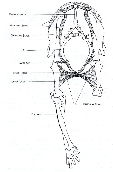 Figure 2: Front view of Felis domestica, the house cat, shows the general relationship between the shoulder girdle and forelimb for running mammals. The ribs extend most of the way to the belly and are connected by cartilage to the breast bone. The shoulder blades are connected to this bone on each side by a combination of relatively reduced collar bones and a sling of muscles and connective tissue. This arrangement makes the whole complex light and maneuverable. This is important for an animal which hunts active prey and performs a lot of different locomotive activities such as running, jumping, and climbing.